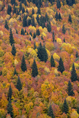 Fall colors in the Caucasus Mountains, Georgia