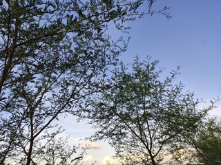 trees and sky