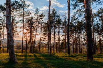 Fototapeta na wymiar Portrait of a forest at sunrise.