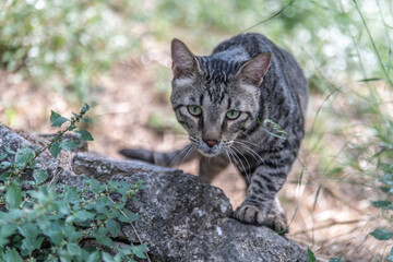 Fototapeta premium cat - chat