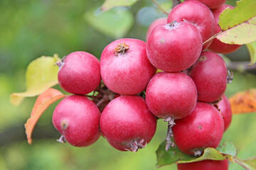 Paradise apples hang on tree branch. Ripe Malus prunifolia