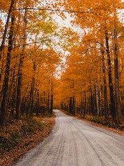 road in autumn forest
