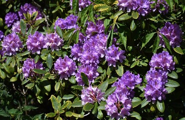 Beautiful purple Rhododendron flowers, in the garden.