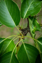 leaves of a pear tree
