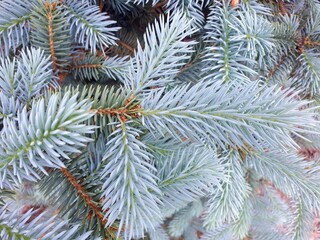 spruce coniferous twigs natural green background