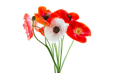bouquet of red poppies isolated