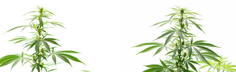 Marihuana grüner Hanf als Banner, isoliert.