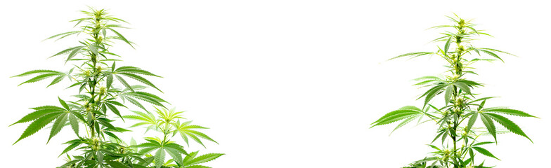 Cannabis, Hanf-Pflanzen vor weißem Hintergrund, isoliert.