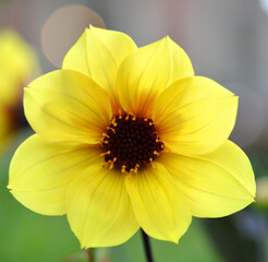 Dahlia