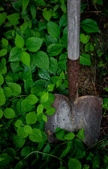 shovel in the garden
