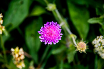 Knautia Arvensis