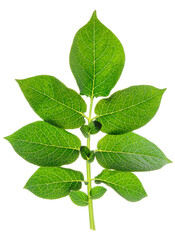 Naklejka premium Green potato leaf, back light, isolated on white