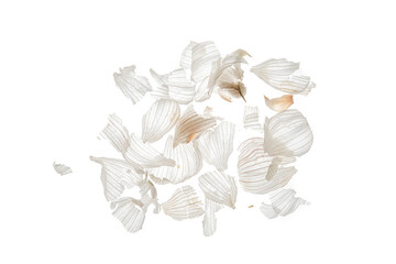 Garlic peel on translucent white background