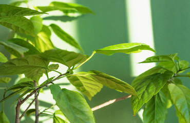 Close-up of hibiscus leaves and branches against a green wall. Sunlight and shadows. Selective focus, horizontal framing. Copy space