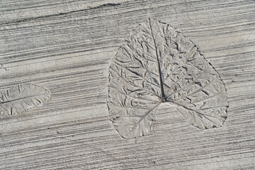 decorated old wall with embossing printing of extruded tropical growth plant