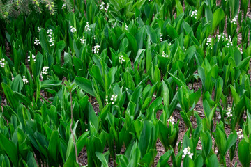 Field with snowdrops. White snowdrops. Snowdrop flowers grow in the forest. Flowers after rain