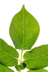 Green potato leaf, back light, isolated on white