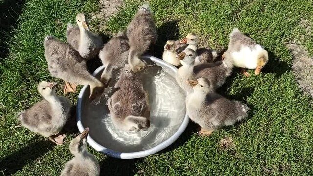 young goslings drink water from plate on the grass