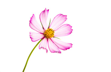 kosmeya flower isolated