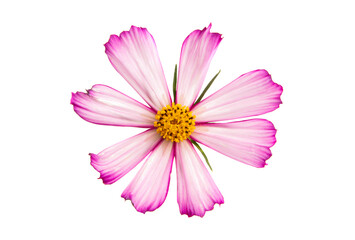 kosmeya flower isolated