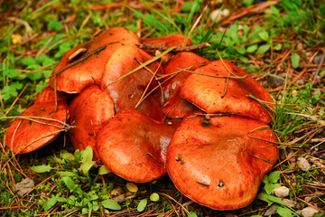 Large funghi on the forest floor