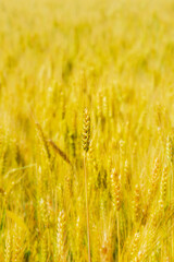 Ear of wheat on a blurred background, selective focus.