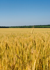 Wheat field under the blue sky.