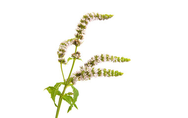 blooming mint isolated