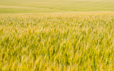 Wheat field, selective focus perspective view.