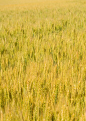 Wheat field. Ears of wheat selective focus.