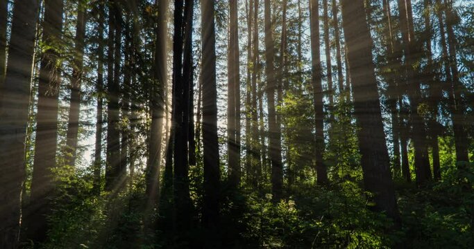 Green Forest. Pine Trees Fairy Forest. Trees pattern. Camera movement inside the forest. Wonderful green forest in summer. Camera movement to the left, time lapse 4k. Hyperlapse