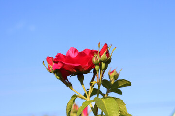 bushes of red roses in the garden