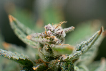 Marijuana bud close up. Sativa Fresh green weed In details. Indica flower. Macro trichomes of...