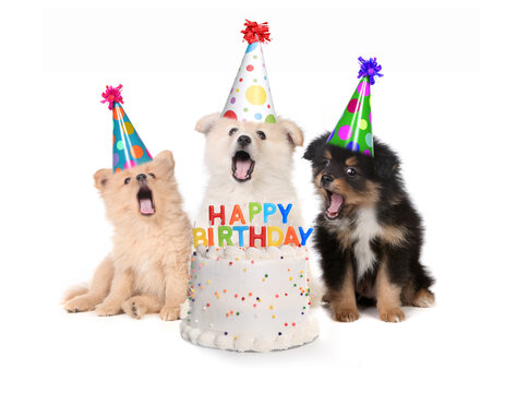 Puppies Singing Happy Birthday Song With Cake