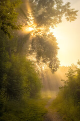 Summer, morning walk on the bank of the Kama river in Perm. That day there was a thick fog and the rays of the sun breaking through the crowns of the trees shone like light waterfalls.