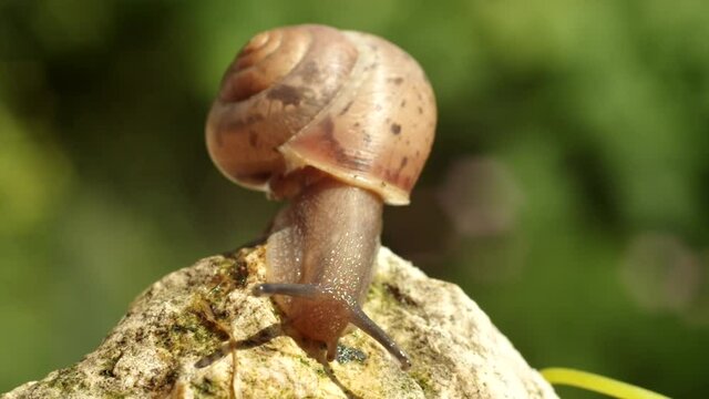 A snail is a gastropod mollusk. Crawling such a crumb, one leg and horns, on a thin blade of grass, a spiral house on the back. On a leaf, a flower, on a stone, on a sand...