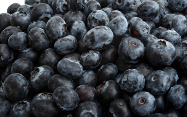 blueberry isolated