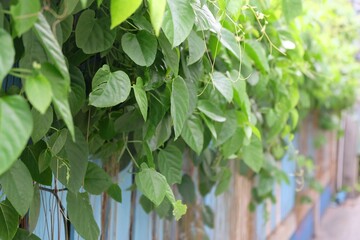 Obraz premium In selective focus tropical ivy plant growing on the top of old wooden fence with warm light