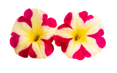 yellow-red petunia isolated
