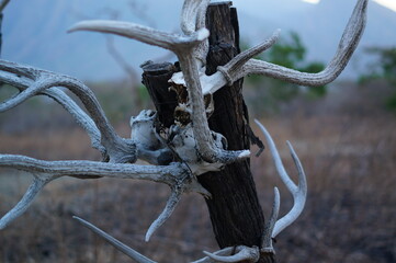 animal skull on a tree