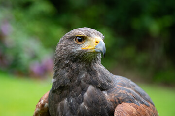 close up of a Harris's Hawk
