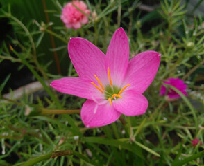 pink cosmos flower blooming in the garden, nature photography
