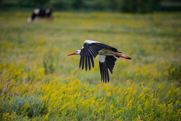 Stork on the field