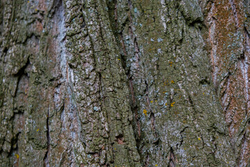 hard structured tree skin 