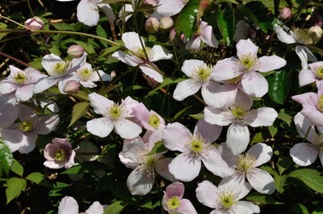 Clematis in bloom in a garden