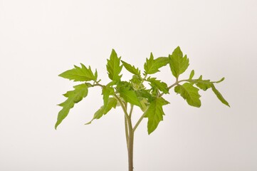Tomato plant on white background