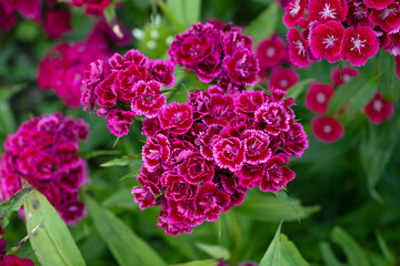 Turkish carnation flowers in the garden