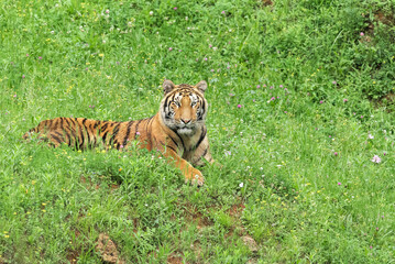 Huge tiger lying on grass in colorful jungle near trees with small leaves in sunlight