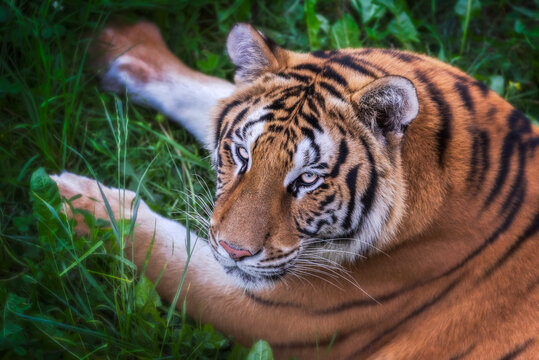 From above huge tiger lying on grass in colorful jungle near trees with small leaves in sunlight looking at camera
