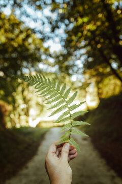 Crop anonymous person showing large green fern leaf with spiky leaves in forest